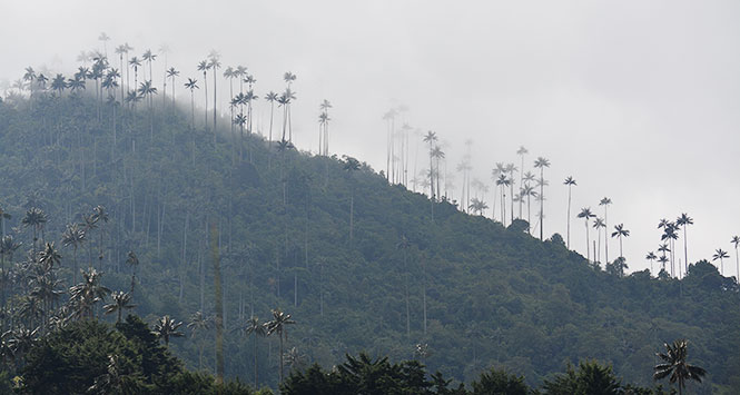 Palma de Cera Salento Quindio