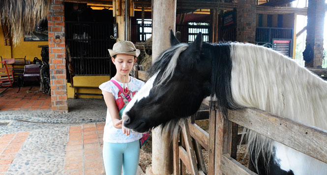 Caballo en Panaca