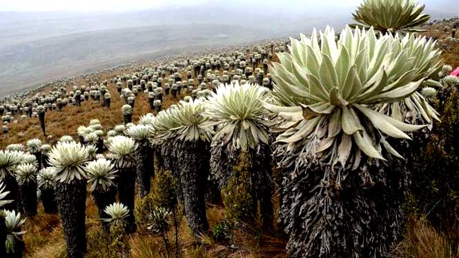 Paramo de Oceta