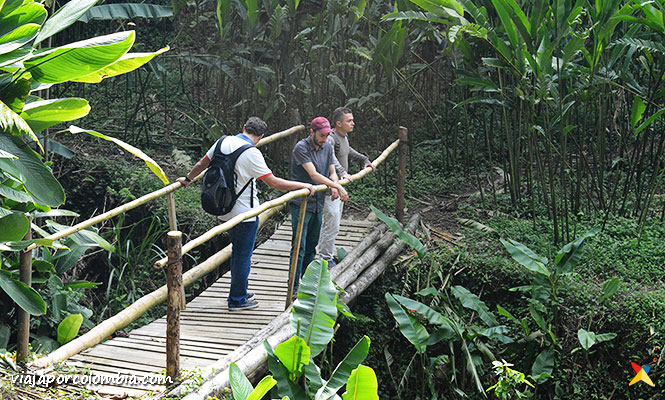 Puente Guadua Sabaneta