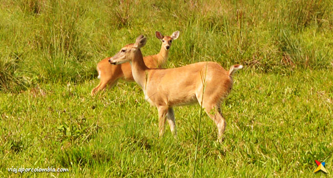 Safari Llanero en Colombia